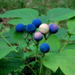 Caulophyllum T.